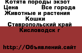 Котята породы экзот › Цена ­ 7 000 - Все города Животные и растения » Кошки   . Ставропольский край,Кисловодск г.